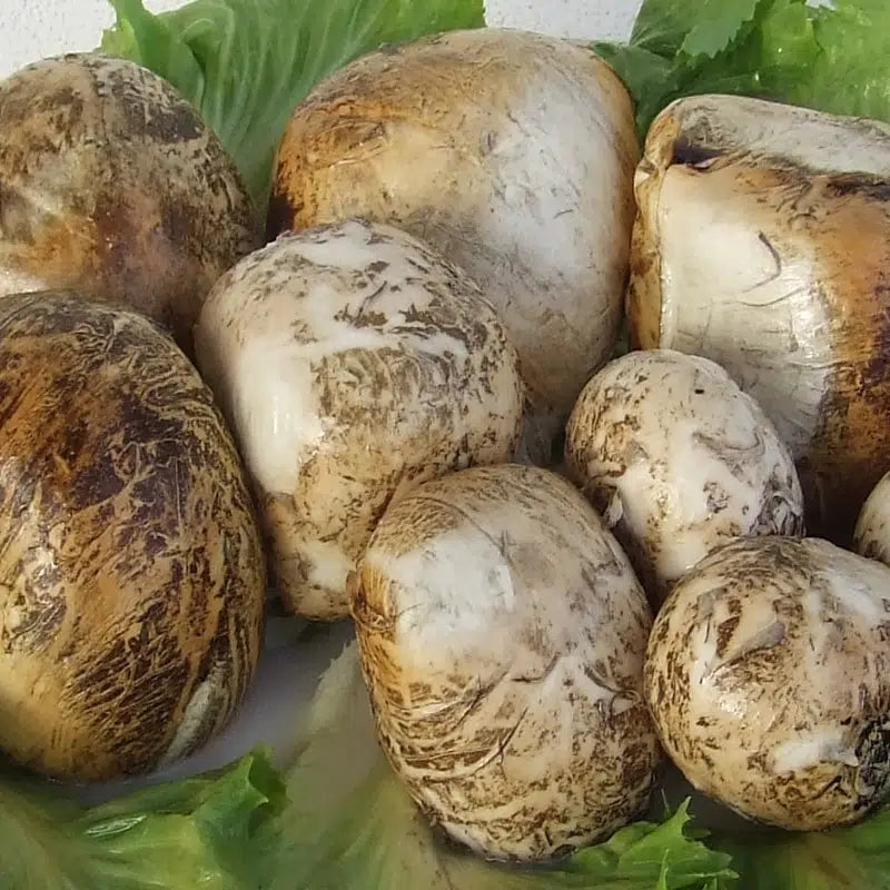 mozzarella di bufala DOP affumicata